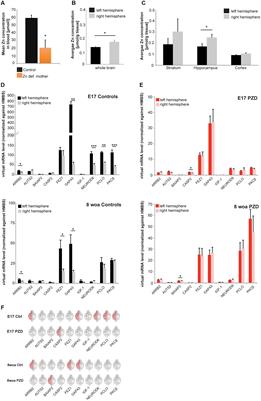 <mark class="highlighted">Brain Lateralization</mark> in Mice Is Associated with Zinc Signaling and Altered in Prenatal Zinc Deficient Mice That Display Features of Autism Spectrum Disorder